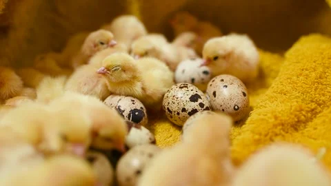 Small yellow quail Chicks close-up on a yellow background and against the Stock-Footage 171995927