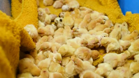 Small yellow quail Chicks close-up on a yellow background and against the Stock Footage 172497411