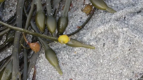 Small yellow snail crawling on frond of seaweed on beach Stock Footage 335540168