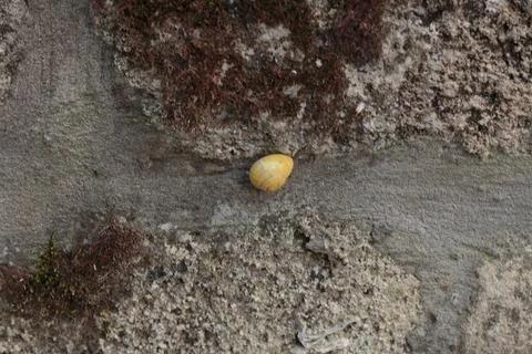 Small Yellow Snail Shell Crawling on Weathered Stone Surface Fotos Stock