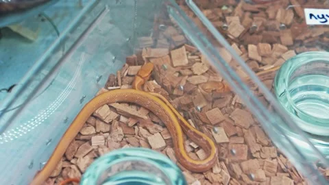 A small yellow snake moves around the aquarium. Stock Footage 157214455