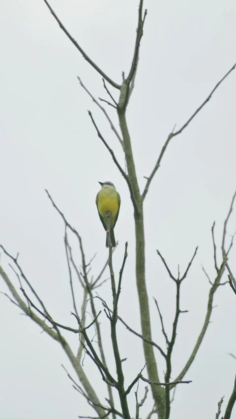 Small yellow songbird on branch. 動画素材 330085481