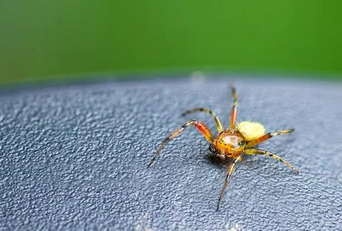 Small Yellow Spider Macro Stock Photos