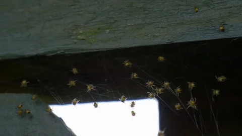 Small Yellow Spiders Crawling in webbing Stock Footage 84319037