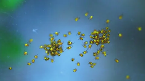 Small Yellow Spiders Stock Footage 50288064