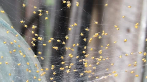 Small yellow spiders on the web running close up a lot of spiders macro spid Video stock 241943432