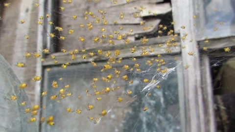 Small yellow spiders on a web running close up a lot of spiders macro Video stock 241943457
