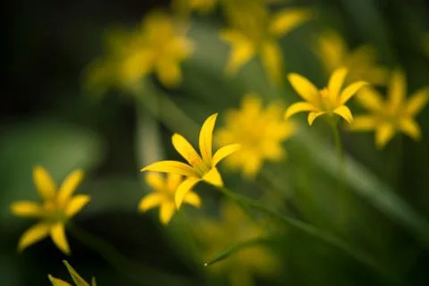 Small yellow spring flowers background, close-up Stock Photos