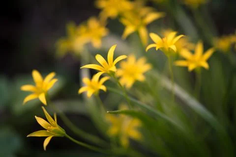 Small yellow spring flowers background, close-up Stock Photos