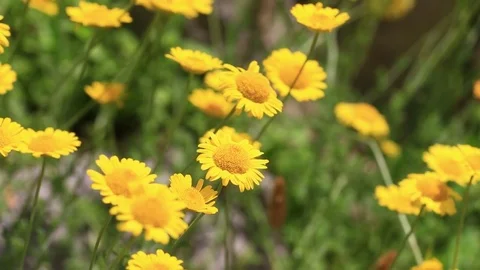 Small yellow spring flowers Stock Footage 74516467
