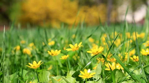 Small yellow spring flowers in a green grass in a sunny day Stock Footage 49921112