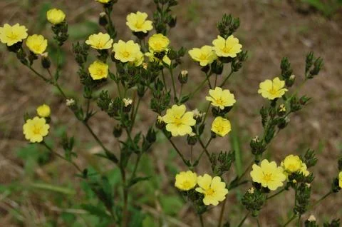 Small yellow spring sun. Foto stock