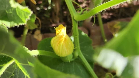 Small yellow squash flower in between leaves Stock Footage 200864949