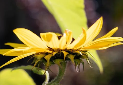 Small yellow Sunflower. Fotos Stock