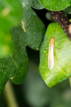 Small yellow thin winged bug rests on an oak leaf Foto stock
