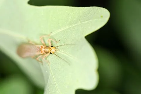 Small yellow thin winged bug rests on an oak leaf Stock Photos