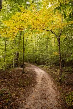 Small Yellow Tree Hangs Over Trail in Forest 写真素材