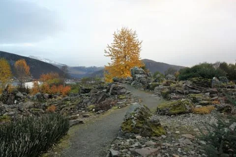 Small yellow tree in the middle of gray stones Stock Photos