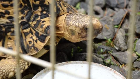 Small yellow turtle in a cage at a tourist spot in West Java Stock Footage 312579637