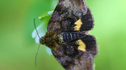 Small yellow underwing - macro Stock-Footage 24269643