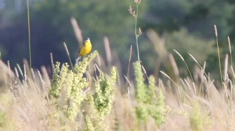 Small yellow wagtail sitting on the branch (Motacilla flava). Full HD footage. Stock Footage 64324726