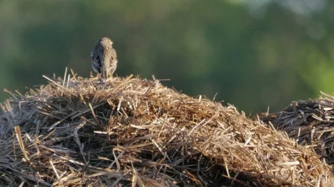Small yellow wagtail sitting on the ground (Motacilla flava). Stock-Footage 76521069