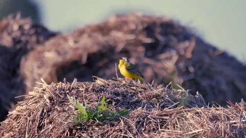 Small yellow wagtail sitting on the ground (Motacilla flava). Stock Footage 76522756