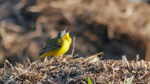 Small yellow wagtail sitting on the ground (Motacilla flava). Video stock 76522775