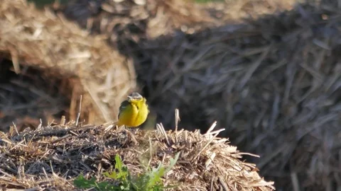 Small yellow wagtail sitting on the ground (Motacilla flava). 스톡 동영상 76522845