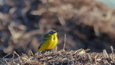 Small yellow wagtail sitting on the ground (Motacilla flava). Video stock 76522890