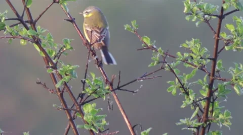 Small yellow wagtail on the spring meadow. Stock Footage 63005027