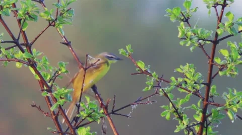 Small yellow wagtail on the spring meadow. Video stock 63005342