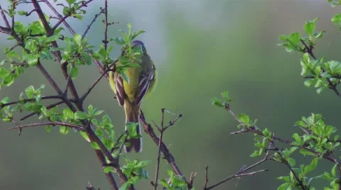 Small yellow wagtail on the spring meadow. 動画素材 63006800