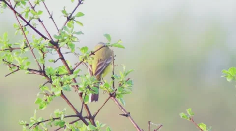Small yellow wagtail on the spring meadow. Stock-Footage 63007404