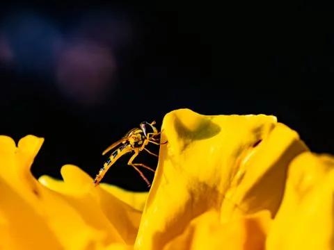 Small yellow wasp, hover fly on a yellow flower. Stock Photos
