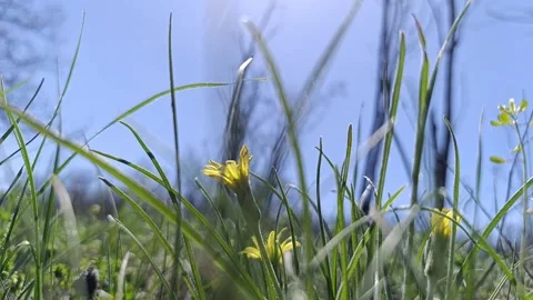 A small, yellow, wild flower Video stock 312921453