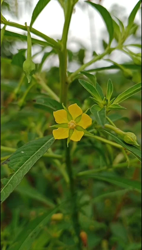 Small Yellow Wild Flower Growing In Natural Field Close Up Stock Footage 331960656