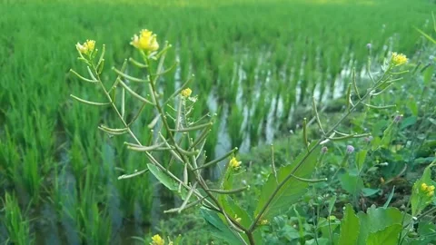 Small yellow wild flowers blooming gracefully on the edge of green rice field Stock Footage 340457798