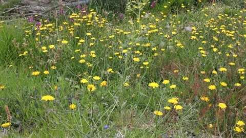 Small, yellow, wild flowers Stock Footage 255210451
