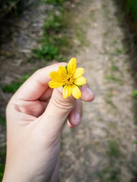 Small Yellow Wildflower Stock Photos