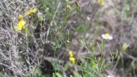 Small Yellow Wildflowers and Mixed Meadow Blossoms Close Up Stock Footage 338384646