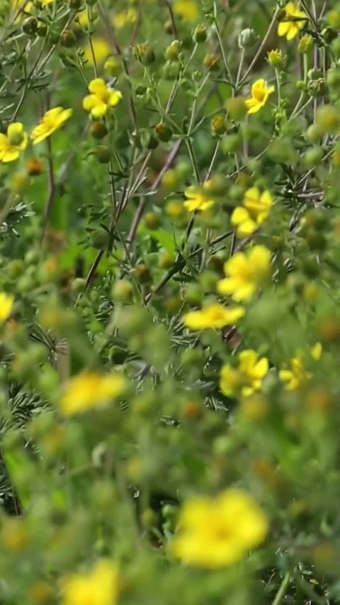 Small yellow wildflowers blooming in dense green meadow Video stock 313249256