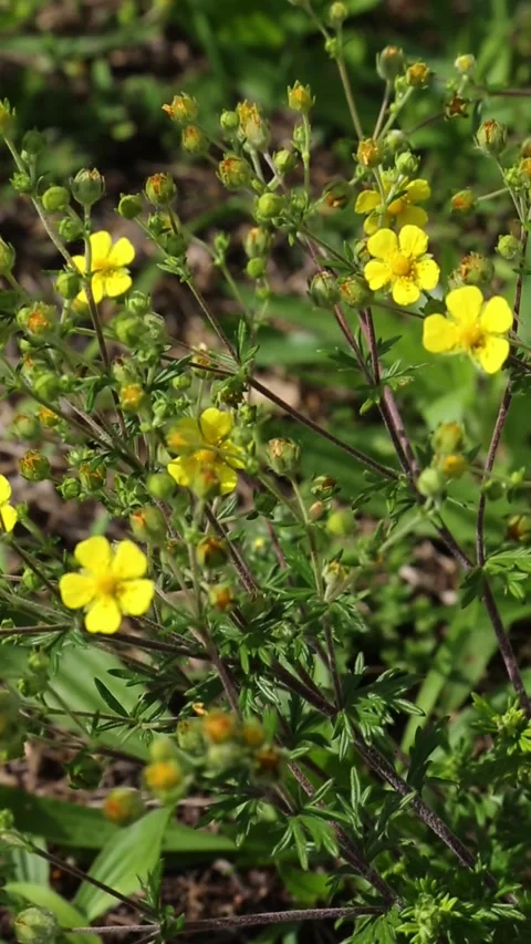 Small yellow wildflowers blooming in dense green forest undergrowth Stock Footage 313680859