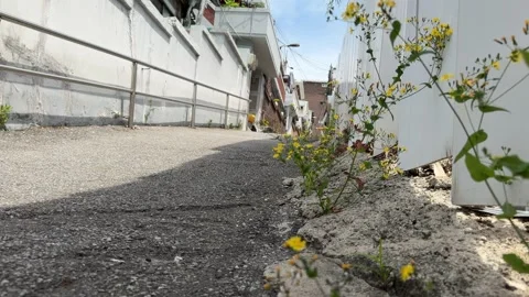 Small Yellow Wildflowers Growing Through Cracked Asphalt in a Seoul Alley Stock Footage 339287007