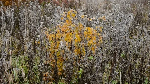 Small yellowed tree among large grass, autumn Stock Footage 117345073