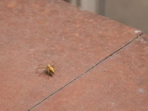 Small yellowish spider crawling on a window sill Stock Photos