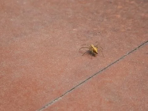 Small yellowish spider on a tile Stock Photos