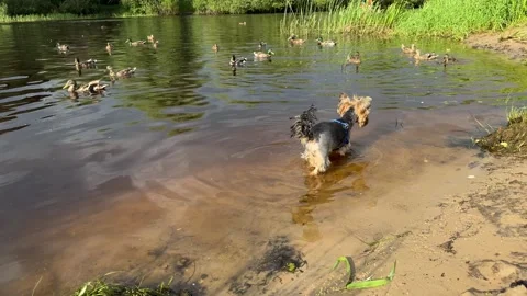 Small Yorkshire terrier dog standing in shallow pond water Stockbeeldmateriaal 339723507