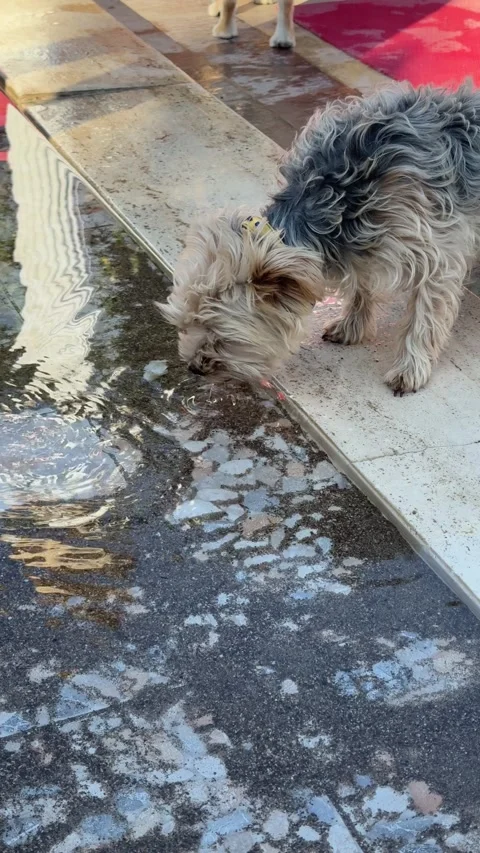 A small Yorkshire Terrier drinks water from a decorative fountain pond, looki 스톡 동영상 301849587