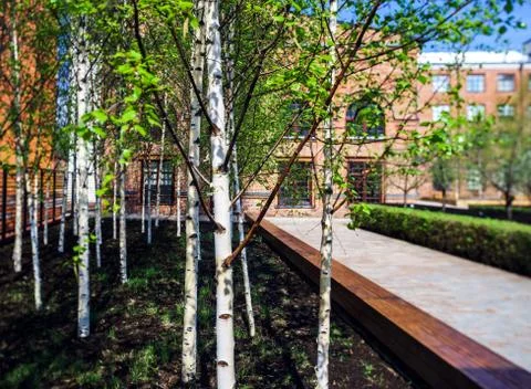 Small young birch in spring city park Foto stock